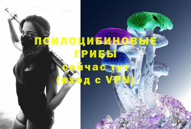 Псилоцибиновые грибы Magic Shrooms  купить наркоту  Ахтубинск 